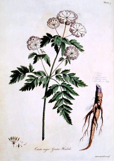Greater Hemlock [Cicuta major], kuvitus John Edwardsin "The British Herbalista", julkaistu maaliskuussa 1770 tekijältä John Edwards