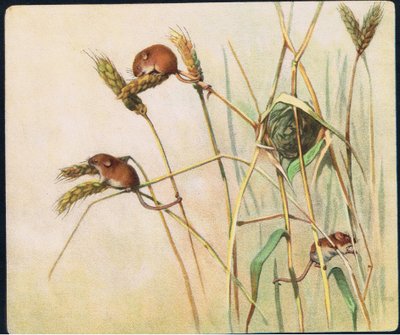 Harvest Mice, kuvitus P. Pycraftin teoksesta "Pads, Paws and Claws" tekijältä John Edwin Noble