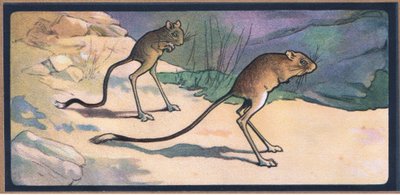 Jerboa tekijältä John Edwin Noble