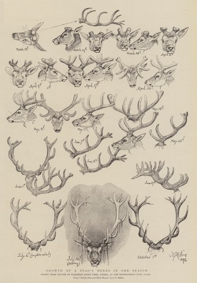 Hirven sarvien kasvu yhdellä kaudella tekijältä John Everett Millais