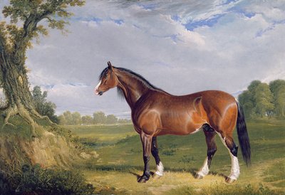 Clydesdalen ori, 1820 tekijältä John Frederick Herring Senior