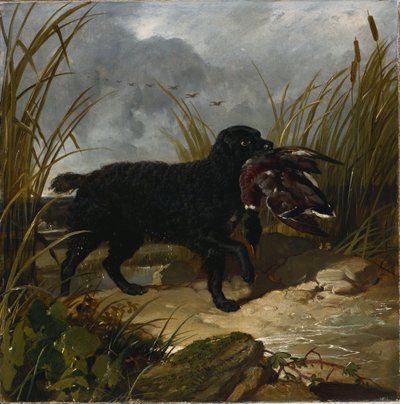 Irlannin vesispanieli hakemassa sinisorsaa, 1849 tekijältä John Frederick Herring Senior