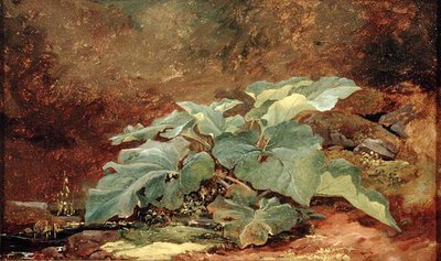 Tutkimus takiainen kasvi (öljy paperille kiinnitetty kankaalle) tekijältä John Frederick Kensett