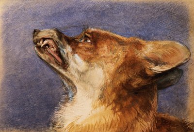 Ketun pää tekijältä John Frederick Lewis