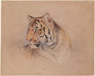Tiikeri tekijältä John Frederick Lewis
