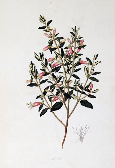 Correa Reflexa, piirustus John Frederick Miller (1759-1796) tekijältä John Frederick Miller