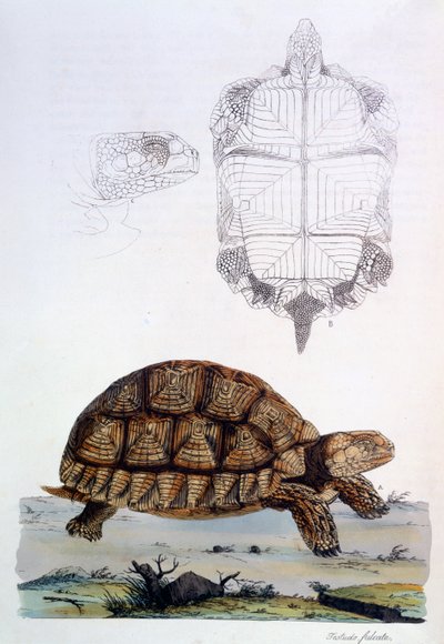 Testudo Sulcata, 1796 (käsinvärinen kaiverrus) tekijältä John Frederick Miller