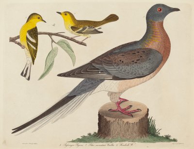 Passenger Pigeon, Blue-mountain Warbler ja Hemlock Warbler, julkaistu 1808-1814. tekijältä John G. Warnicke