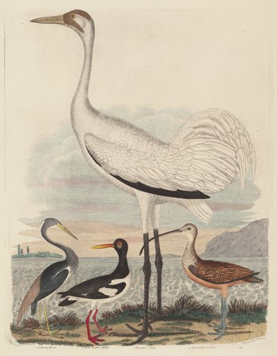 Louisiana Heron, Pied Oyster-sieppari, Hooping Crane ja pitkänokkainen kihara tekijältä John G. Warnicke after Alexander Wilson