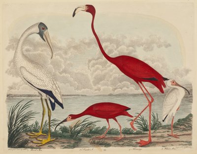 Wood Ibis, Scarlet Ibis, Flamingo ja White Ibis tekijältä John G. Warnicke after Alexander Wilson