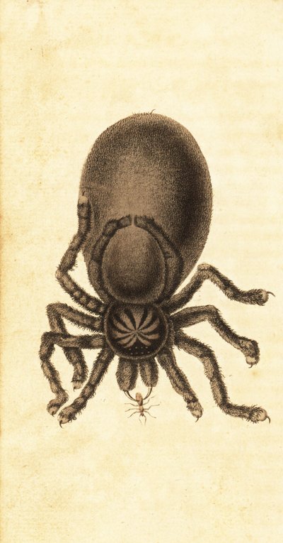 Pinktoe tarantula, Avicularia avicularia. ,1800 (kaiverrus) tekijältä John Gabriel Stedman