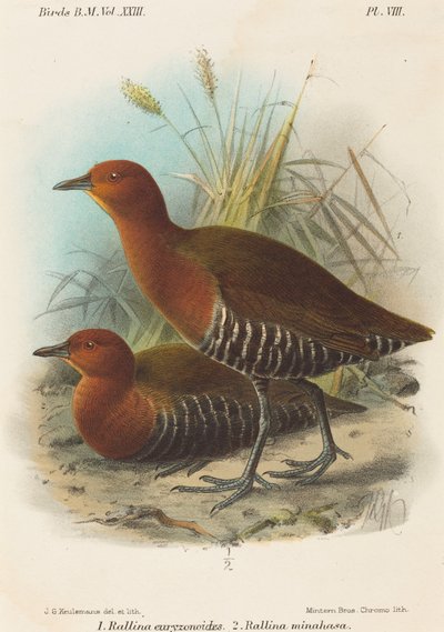 Filippiinien linnut tekijältä John Gerrard Keulemans