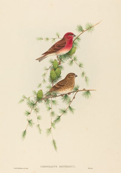 Carpodacus erythrinus Ruusupippo. Tekijät: John Gould, Henry Constantine Richter. tekijältä John Gould and Henry Constantine Richter John Gould and Henry Constantine Richter