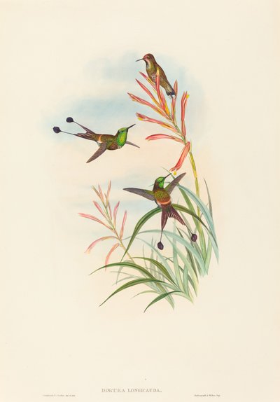 Discura longicauda Racket-Tail. Tekijät: John Gould, Henry Constantine Richter. tekijältä John Gould and Henry Constantine Richter John Gould and Henry Constantine Richter