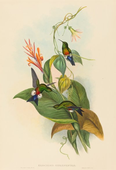 Eriocnemis cupreiventris Kuparimainen tuulettuva Puff-Leg. Tekijät: John Gould, Henry Constantine Richter. tekijältä John Gould and Henry Constantine Richter John Gould and Henry Constantine Richter