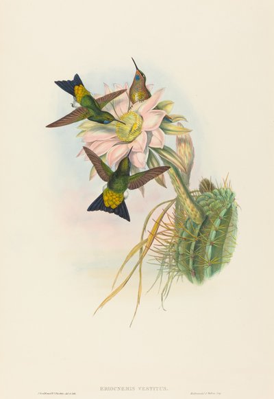 Eriocnemis vestitus Glowing Puff-Leg. Tekijät: John Gould, Henry Constantine Richter. tekijältä John Gould and Henry Constantine Richter John Gould and Henry Constantine Richter