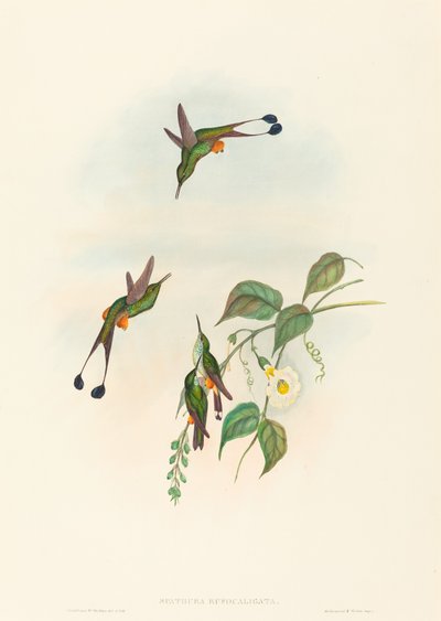 Spathura rufocaligata Red-booted Racket-Tail. Tekijät: John Gould, Henry Constantine Richter. tekijältä John Gould and Henry Constantine Richter John Gould and Henry Constantine Richter