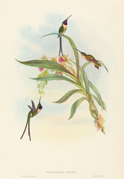 Tharmastura enicura Slender Shear-Tail. Tekijät: John Gould, Henry Constantine Richter. tekijältä John Gould and Henry Constantine Richter John Gould and Henry Constantine Richter
