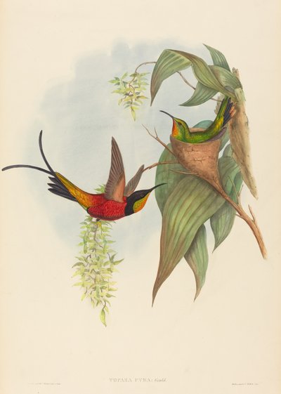 Topaza pyra Fairy Topaz. Tekijät: John Gould, Henry Constantine Richter. tekijältä John Gould and Henry Constantine Richter John Gould and Henry Constantine Richter