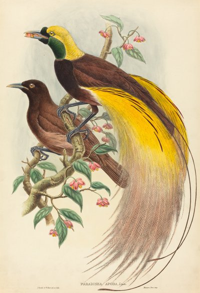 Bird of Paradise Paradisea apoda, julkaistu 1875-1888. Tekijät: John Gould, William Matthew Hart. tekijältä John Gould, William Matthew Hart
