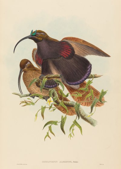 Drepanornis albertisi Mustanukkainen sirppinokka Paratiisin lintu. Tekijät: John Gould, William Matthew Hart. tekijältä John Gould, William Matthew Hart