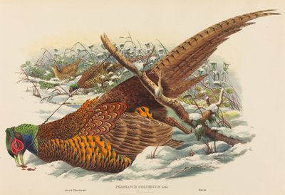 Phasianus colchicus Rengaskaulafasaani. Tekijät: John Gould, William Matthew Hart. tekijältä John Gould, William Matthew Hart