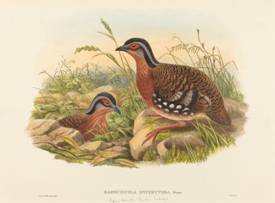 Rufous-rintainen Bambu Partridge Bambusicola Hyperythra. Tekijät: John Gould, William Matthew Hart. tekijältä John Gould, William Matthew Hart