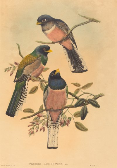 Trogan variegatus, luultavasti 18361838. Tekijät: John Gould, William Matthew Hart. tekijältä John Gould, William Matthew Hart
