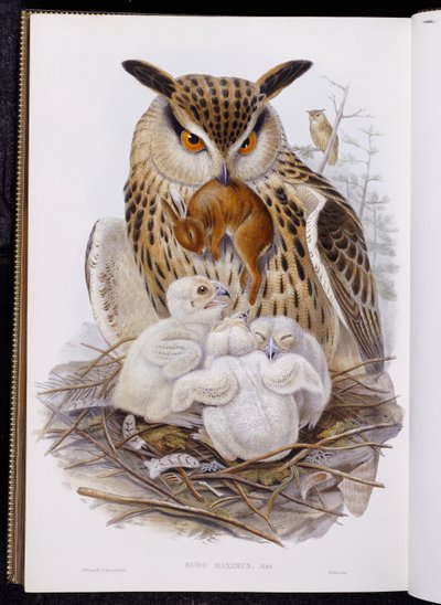 Suuri pöllö ja poikaset, "Euroopan linnuista", julkaistu 1832-37 tekijältä John Gould