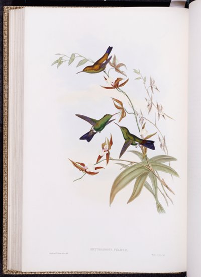 Monograph of Trochilidae, tai Family of Hummingbirds, julkaistu 1849-61 tekijältä John Gould