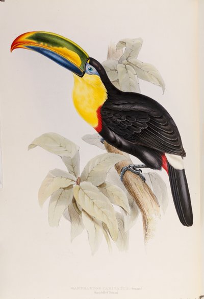Monografia Ramphastidae-heimosta eli tukaanien perheestä, ensimmäinen painos, julkaistu 1834 tekijältä John Gould