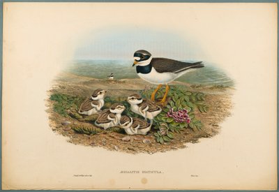 Aegialitis Hiaticula - Ringed Plover (värillinen lito kudospaperilla) tekijältä John Gould