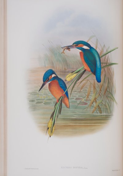 Alcedo Ispida, levy John Gouldin The Birds of Great Britain -julkaisusta, julkaistu 1862-73 (käsinvärinen lito) tekijältä John Gould