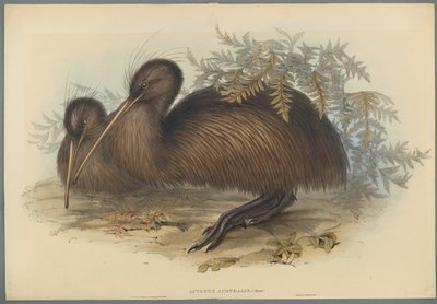 Apteryx Australis (värillinen lito kudospaperilla) tekijältä John Gould