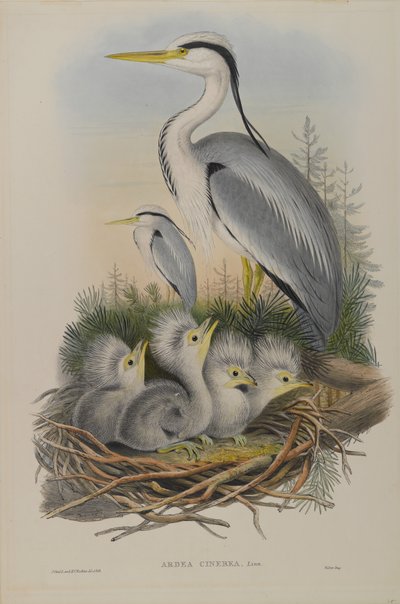 Ardea Cinerea - Heron tekijältä John Gould