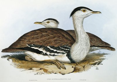 Australian bustrard (Otis australasianus) tekijältä John Gould