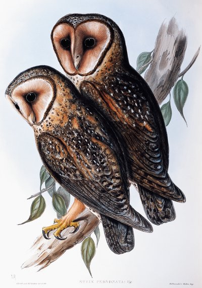 Australian Masked-Pöllö (Strix personata), litografia Birds of Australiasta tekijältä John Gould