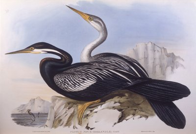 Australian tikka (Anhinga novaehollandiae), kaiverrus John Gould tekijältä John Gould