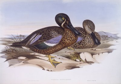 Australian lapasotka (Anas rhynchotis), John Gouldin kaiverrus. tekijältä John Gould