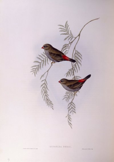 Kaunis tulihäntä (Stagonopleura bella), kaiverrus John Gould tekijältä John Gould