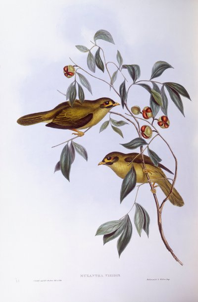 Bell Miner (Manorina melanophrys), kaiverrus John Gould tekijältä John Gould