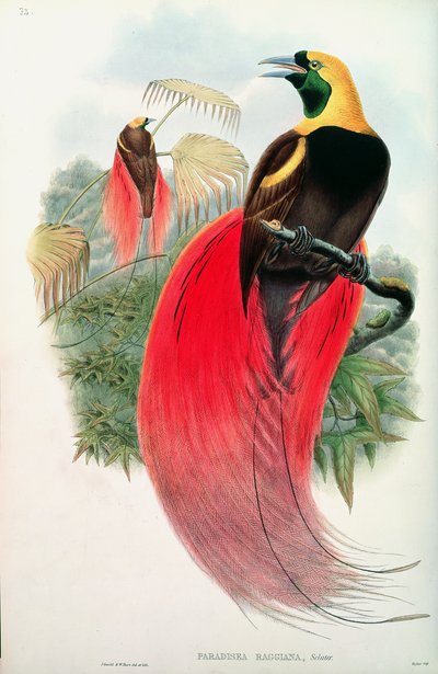 Paratiisin lintu, kaiverrus T. Walter tekijältä John Gould