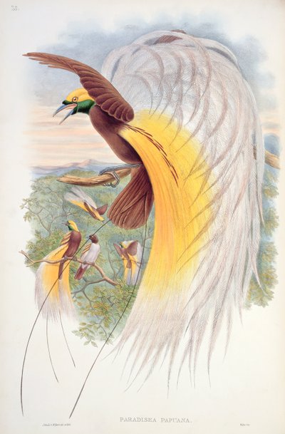 Paratiisin lintu, "Birds of New Guinea" tekijältä John Gould