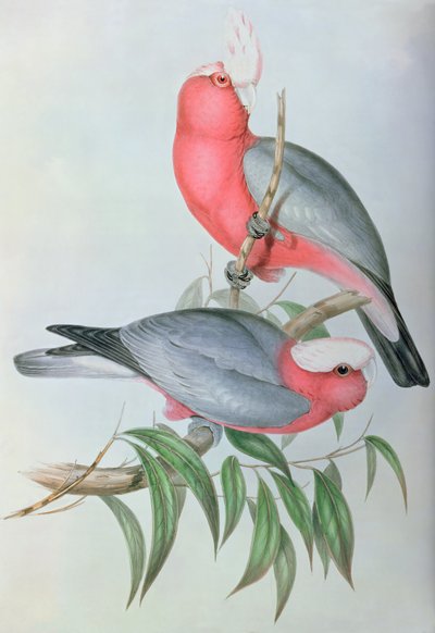 Aasian linnut tekijältä John Gould