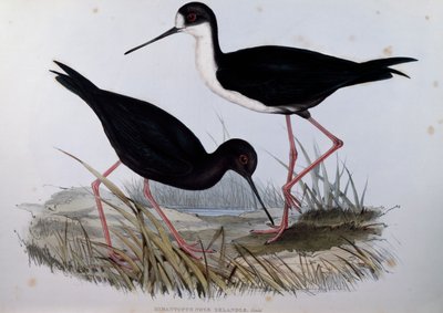 Black Stilt (Himantopus novaezelandiae), kaiverrus Birds of Australiasta tekijältä John Gould