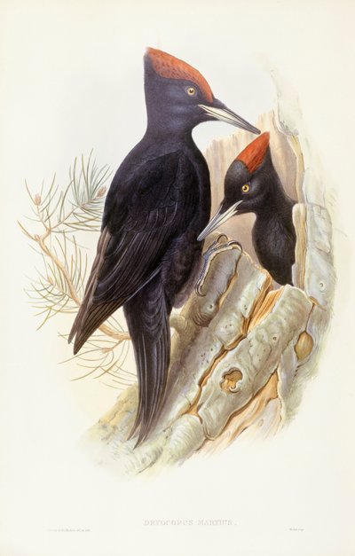 Musta tikka (Dryocopus martius), kaiverrus John Gould tekijältä John Gould