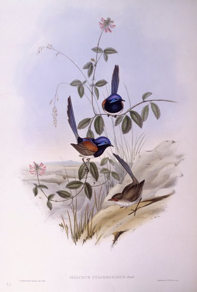 Sinirintainen keijuhukka (Malurus pulcherrimus), kaiverrus John Gould tekijältä John Gould