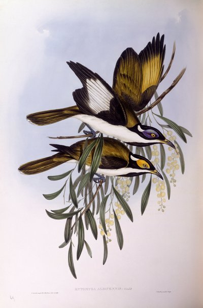 Sinikasainen hunajakärki (Entomyzon cyanotis), kaiverrus John Gould tekijältä John Gould