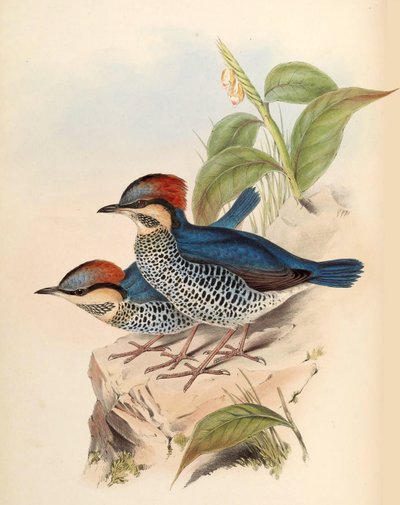 Sininen Pitta Pitta cyanea Blyth tekijältä John Gould