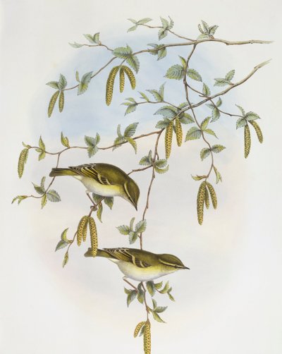 Blythin lehtikirkko (Phylloscopus reguloides), kaiverrus John Gould tekijältä John Gould
